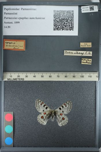 Media type: image;   Entomology 174764